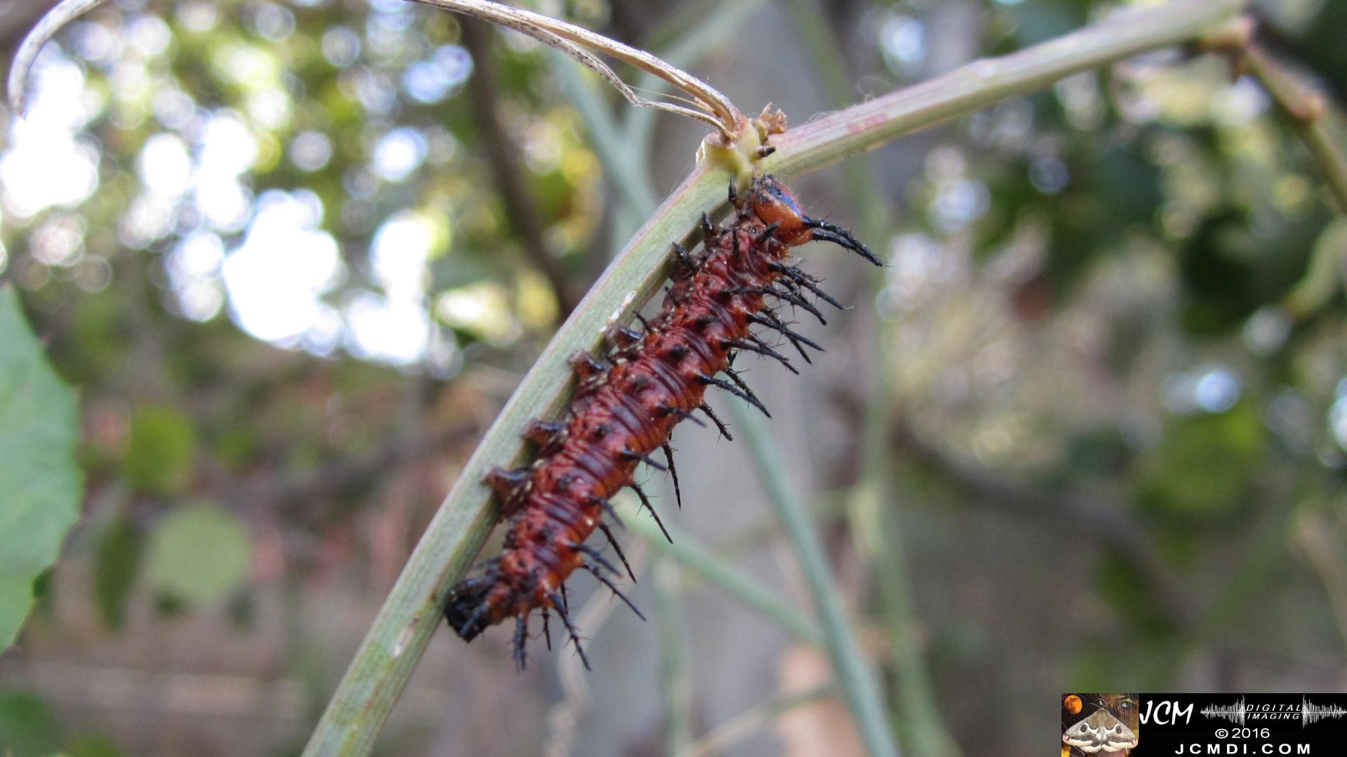 20160918 IMG_0744 Gulf Fritillary Butterfly 5th instar on passionvine.jpg